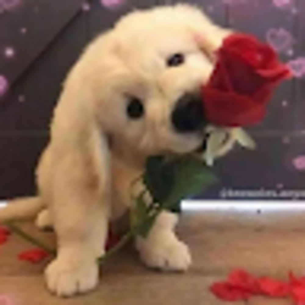 Meet your Posher, Anthony